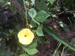 Ipomoea ochracea