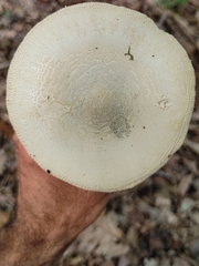 Amanita pelioma