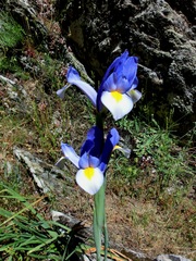 Iris xiphium
