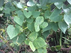 Ipomoea ochracea