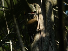 Picumnus nebulosus