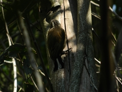 Picumnus nebulosus