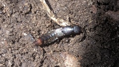 Platydracus cinnamopterus
