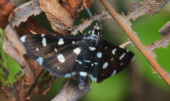 Nomophilini