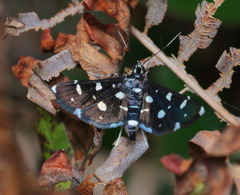 Nomophilini