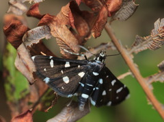 Nomophilini