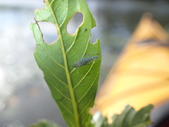 Draeculacephala inscripta