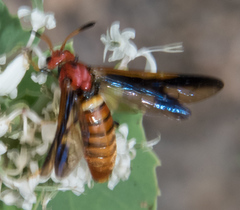 Arge spiculata