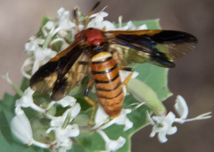 Arge spiculata
