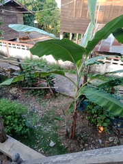 Musa