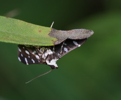 Nomophilini