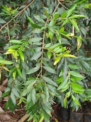 Eugenia pyriformis
