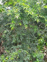 Eugenia pyriformis