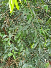 Eugenia pyriformis