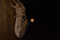Oxycanus
