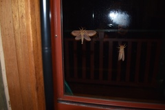Oxycanus