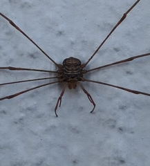 Dicranopalpus ramosus