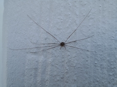 Dicranopalpus ramosus