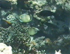 Chaetodon guttatissimus