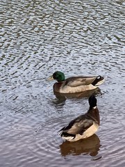 Anas platyrhynchos