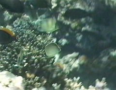 Chaetodon guttatissimus