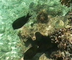 Chaetodon guttatissimus