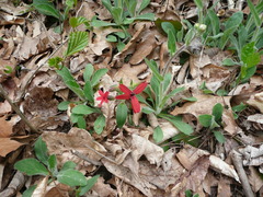 Silene virginica