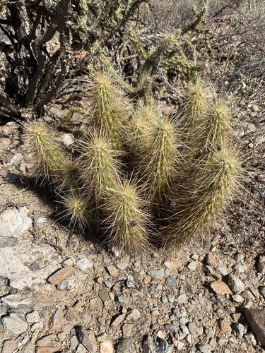 Echinocereus nicholii