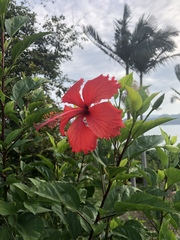 Hibiscus × archeri