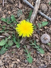 Taraxacum officinale