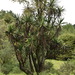 Yucca jaliscensis - Photo (c) Alan Rockefeller, μερικά δικαιώματα διατηρούνται (CC BY), uploaded by Alan Rockefeller