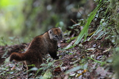 Pristimantis actites