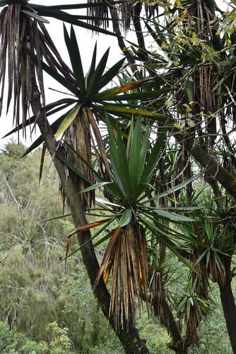 Yucca jaliscensis