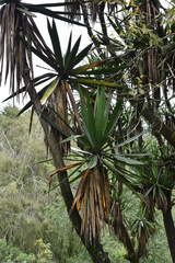 Yucca jaliscensis