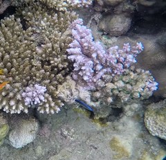 Labroides dimidiatus