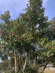 Angiospermae