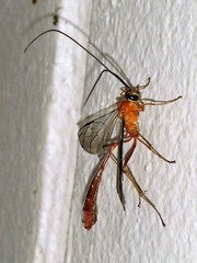 Dicamptus fuscicornis