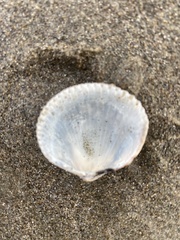 Dallocardia quadragenaria