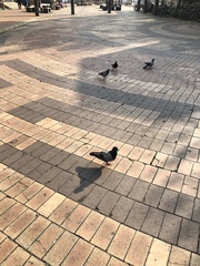 Columba livia domestica