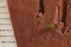 Ciriacreminae