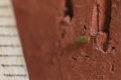 Ciriacreminae