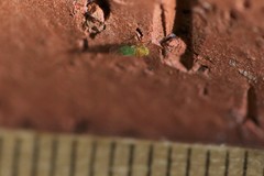 Ciriacreminae
