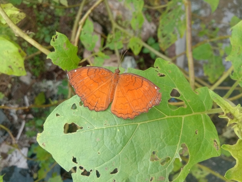 Angled Castor | Native Nature
