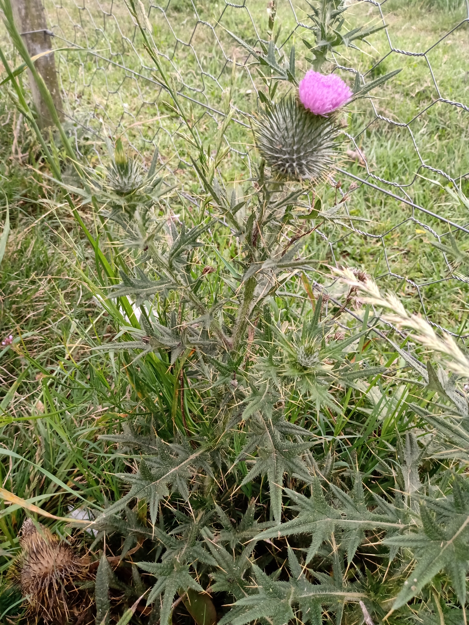 Cirsium vulgare