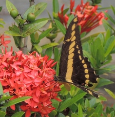 Heraclides thoas brasiliensis