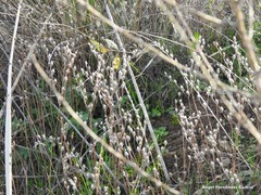 Petrosedum amplexicaule
