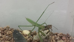 Mantidae