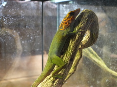 Anolis marmoratus marmoratus
