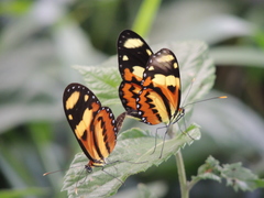 Mechanitis lysimnia nesaea