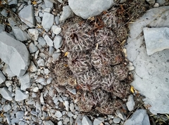 Coryphantha nickelsiae